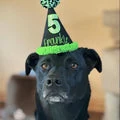 Frankie, a dog featured in Nicco’s owner story