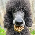 Remy, a dog featured in Taryn’s owner story