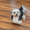 Stitch, a dog featured in Kayla’s owner story